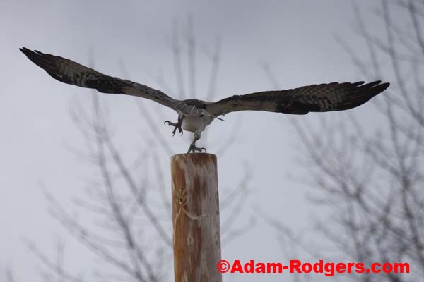 Osprey in Hamlin (Pandion haliaetus)